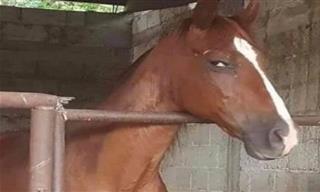 Hilarante: 15 Veces Que Los Caballos Se Olvidaron De La Seriedad