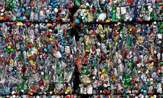 El Hongo Que Representaría El Final De Los Desechos Plásticos