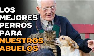 Las Mejores Razas De Perros Para Personas De La Tercera Edad