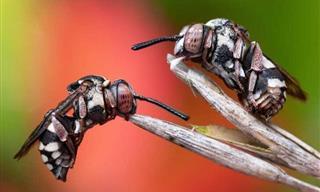 Estas Fotos Brillantes Capturan La Belleza De Los Insectos