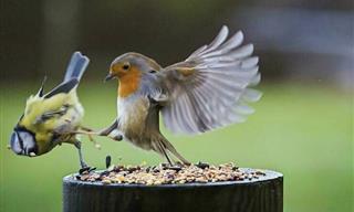 Fotos Divertidas Que Demuestran Que Las Aves Pueden Ser Graciosas