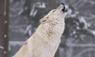 ¿Sabías Que Los Lobos Pueden Cambiar Los Ríos?
