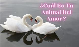 Test: ¿Cuál Es Tu Animal Del Amor?