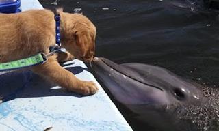 El Mundo Parece Un Lugar Mejor Gracias a Estos Animales