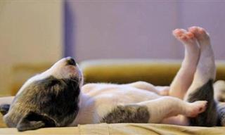 Dulces Sueños: 15 Adorables Imágenes De Cachorros Durmiendo