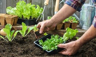 Una Guía Para Crear Tu Propio Huerto En Casa