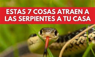 7 Formas En Que Las Serpientes Entran En Tu Casa y Jardín