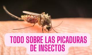 Una Completa Guía Sobre Las Picaduras De Insectos Más Peligrosas