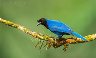 15 Hermosas Aves De América Del Sur