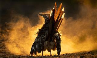 Impresionantes Fotografías De Aves Ganadoras De Concurso