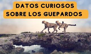 8 Curiosidades Sobre Los Guepardos Que Probablemente Desconocías