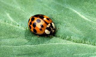 Aprende El Equilibrio Entre Insectos Beneficiosos y Perjudiciales En Tu Jardín