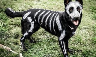 Estos Perrros Ya Están Listos Para Haloween