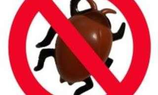 Cómo Deshacerte De Las Cucarachas: Qué Sirve y Qué No