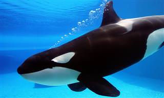 Wikie La Orca Asesina Que Logra Copiar Sonidos Humanos
