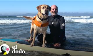 Conoce a Charlie El Increíble Perro Surfista De California