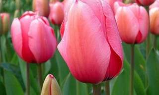 Descubre La Belleza De Los Tulipanes