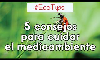 5 Eco Consejos Para Cuidar Del Medio Ambiente