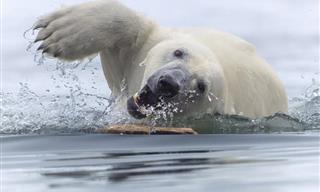 ¡Estas Fotografías De La Naturaleza Premiadas Son Perfectas!