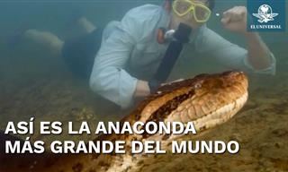 La Increíble Anaconda Más Grande y Pesada De Todo El Mundo