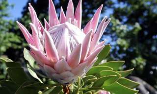 La Exótica Belleza De La Flora Sudafricana