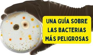 Recopilación Sobre La Información Sobre Las Bacterias