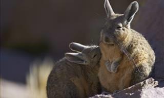 15 Adorables Miembros De La Familia De Los Roedores