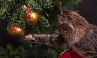 Los Árboles De Navidad Pueden Ser Peligrosos Para Las Mascotas