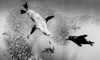 Espectaculares Fotografías Del Océano a Blanco y Negro