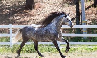 Caballos Extraordinarios De Todos Los Rincones De La Tierra