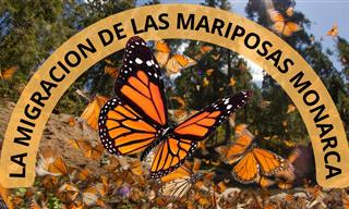 Así Es Como Las Mariposas Monarcas Viajan Desde Canadá a México