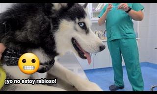 Impagables Reacción De Perro Cuando Va Al Veterinario