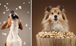 Fotos Que Capturan Las Reacciones De Los Perros a Sus Golosinas