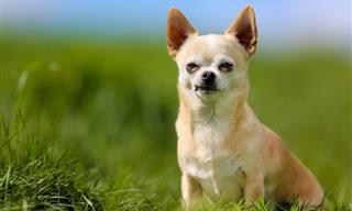 Chiste: Un Chihuahua En El Safari