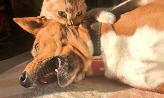 12 Graciosas Fotos De Gatos Demostrando Su Dominio Sobre Los Perros