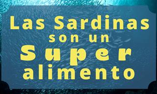 Las Sardinas : ¡Estos Son Sus Múltiples Beneficios!