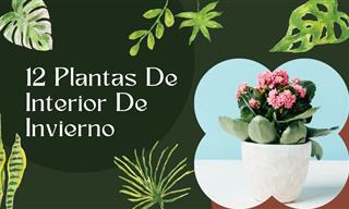 Lleva La Naturaleza a Tu Hogar Con Estas Plantas Que Florecen En Invierno