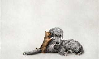 Estas Fotos Celebran La Belleza De Nuestros Amigos Peludos