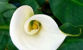 La Impecable Belleza De Las Flores Blancas