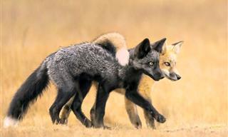 Imágenes Ganadoras Del Fotógrafo De La Naturaleza Del Año 2024