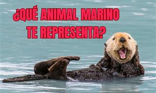 ¿Qué Animal Marino <b>Te</b> Representa?