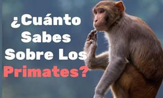 ¿Cuánto Sames Sobre <b>Los</b> Primates?