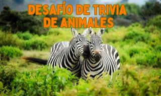 Un Desafío De Trivia De Animales