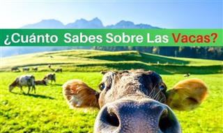 ¿<b>Qué</b> <b>Tanto</b> <b>Sabes</b> Sobre Las Vacas?