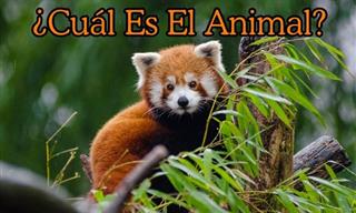 ¿<b>Cuál</b> <b>Es</b> El Animal?