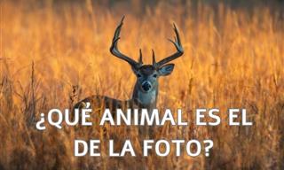 ¿Qué Animal Es El <b>De</b> La <b>Foto</b>?