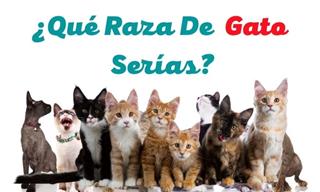 ¿<b>Qué</b> Raza De Gato Se <b>Parece</b> a Ti?