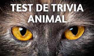 <b>Test</b> Los Ojos <b>De</b> Los Animales