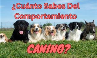 ¿Entiendes El Comportamiento Canino?