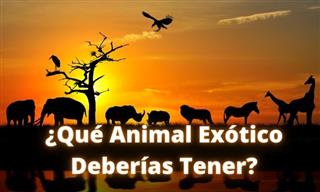 ¿Qué Animal Exótico <b>Deberías</b> <b>Tener</b>?